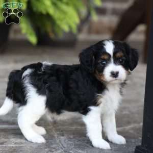 Loki, Cavapoo Puppy